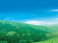 �����Ҳ�ɽ��