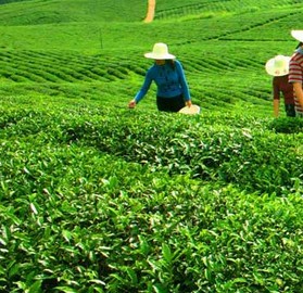 ����̨��������������۲�Ҷ�Ƽ�